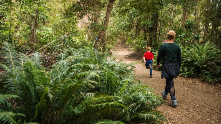 Huon Pine -pathway and foliage