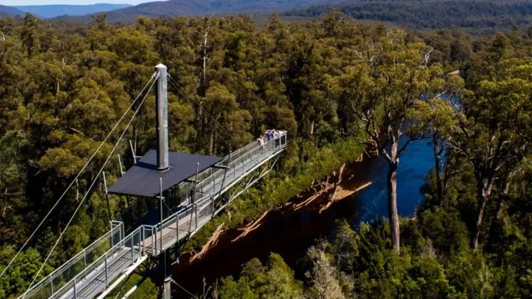 Tahune AirWalk Experience – A Walk Above the Forest