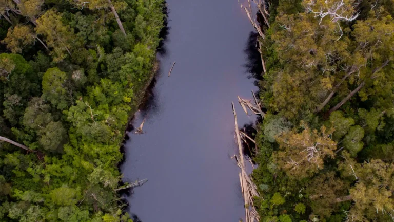Huon Valley Rainforest Adventures at Tahune