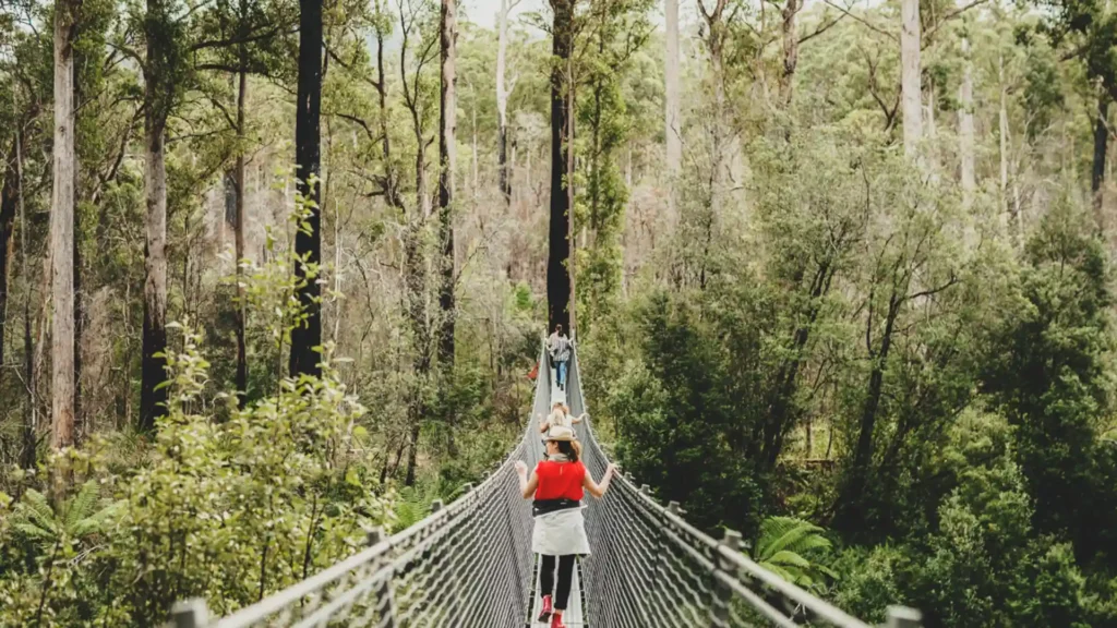 Tahune Airwalk Forest Views in Tasmania